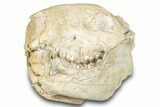 Fossil Oreodont (Merycoidodon) Skull - South Dakota #285130-8